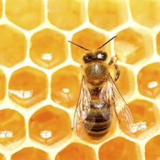 Pollinator Month